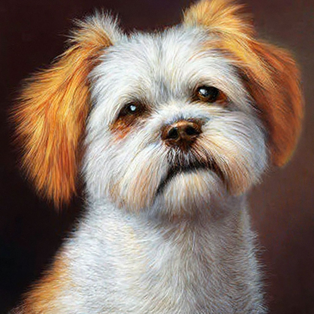 Маленькая Бело оранжевая собака , …» — создано в Шедевруме