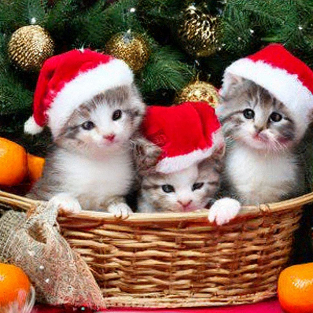 Pin by Dana Doran on DIY and crafts Christmas cats, Animated christmas, Christma