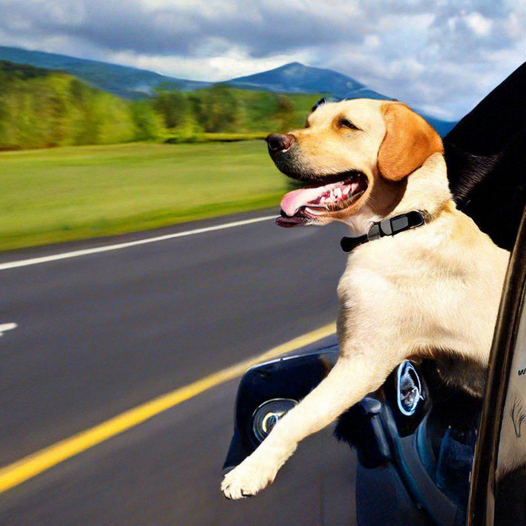 Собаку укачивает в машине: что делать и как помочь