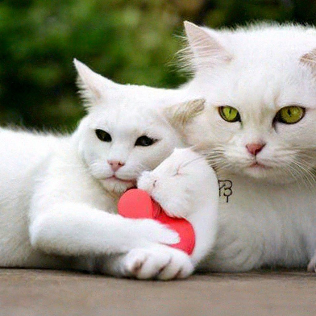 Влюбленные кошки картинки
