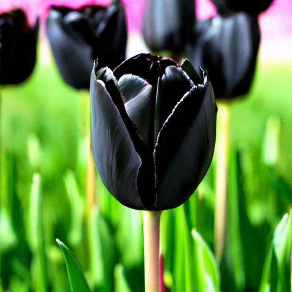 Чёрные тюльпаны в зелёной траве» — создано в Шедевруме