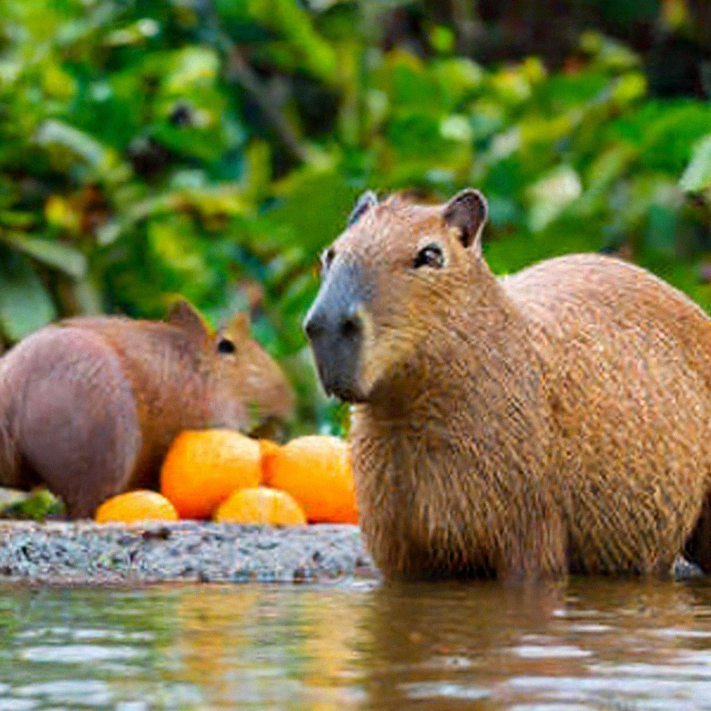 «Капибара в речке с апельсинами» — создано в Шедевруме