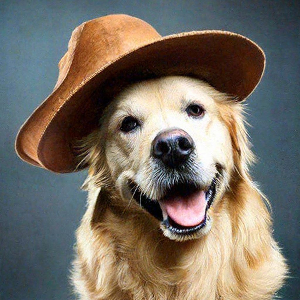 Собака в шляпе» — создано в Шедевруме