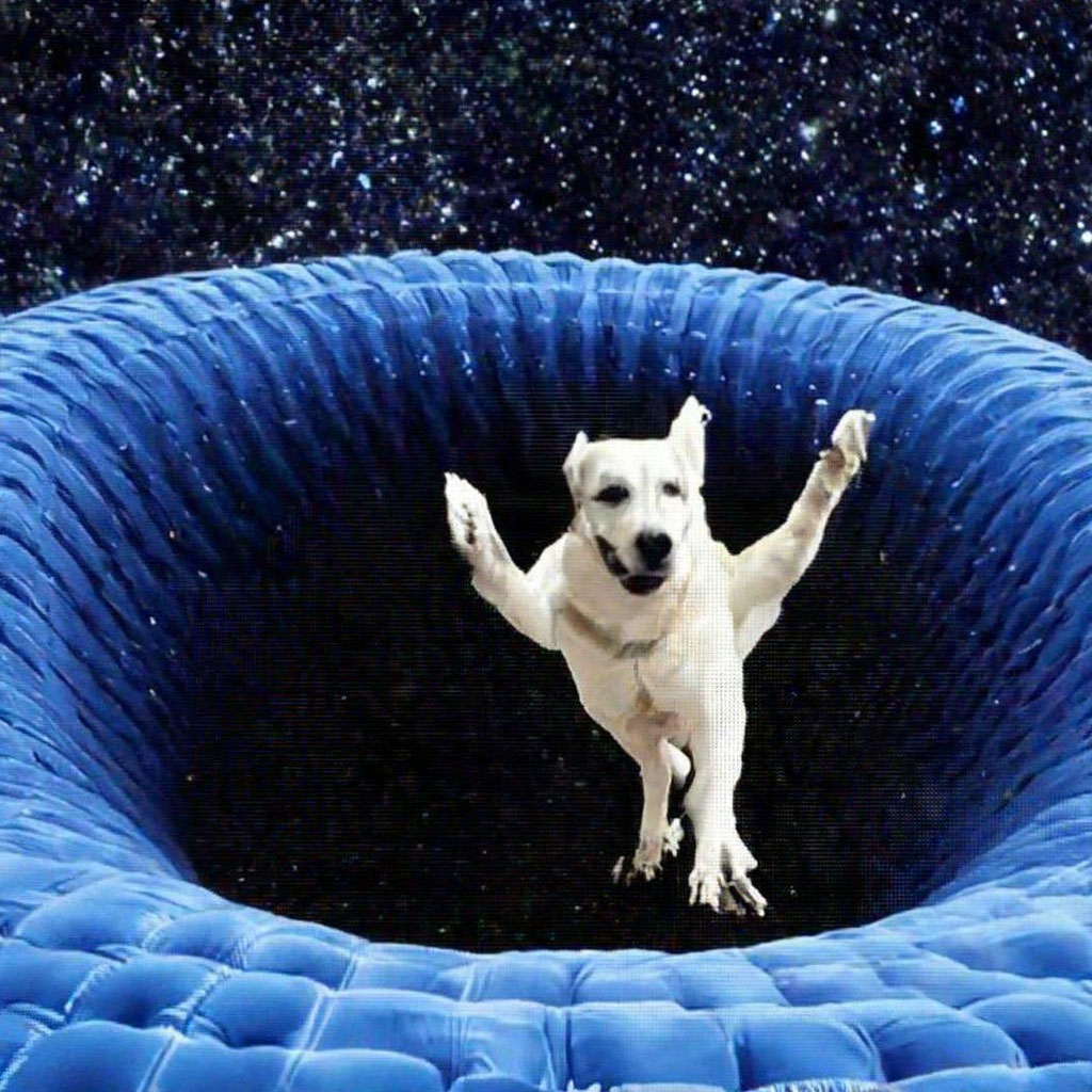   Dog on trampoline   Dog on trampoline      Depositphotos