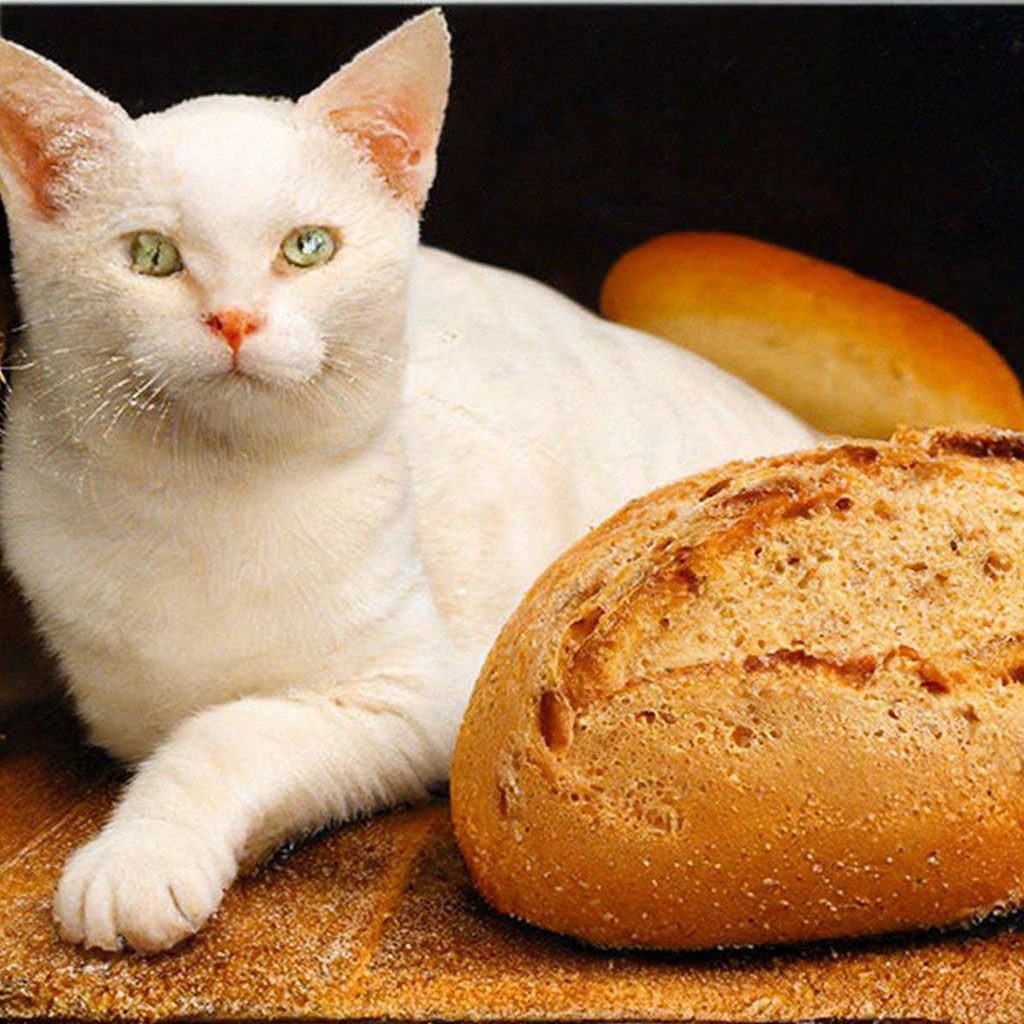 Кот хлебушек