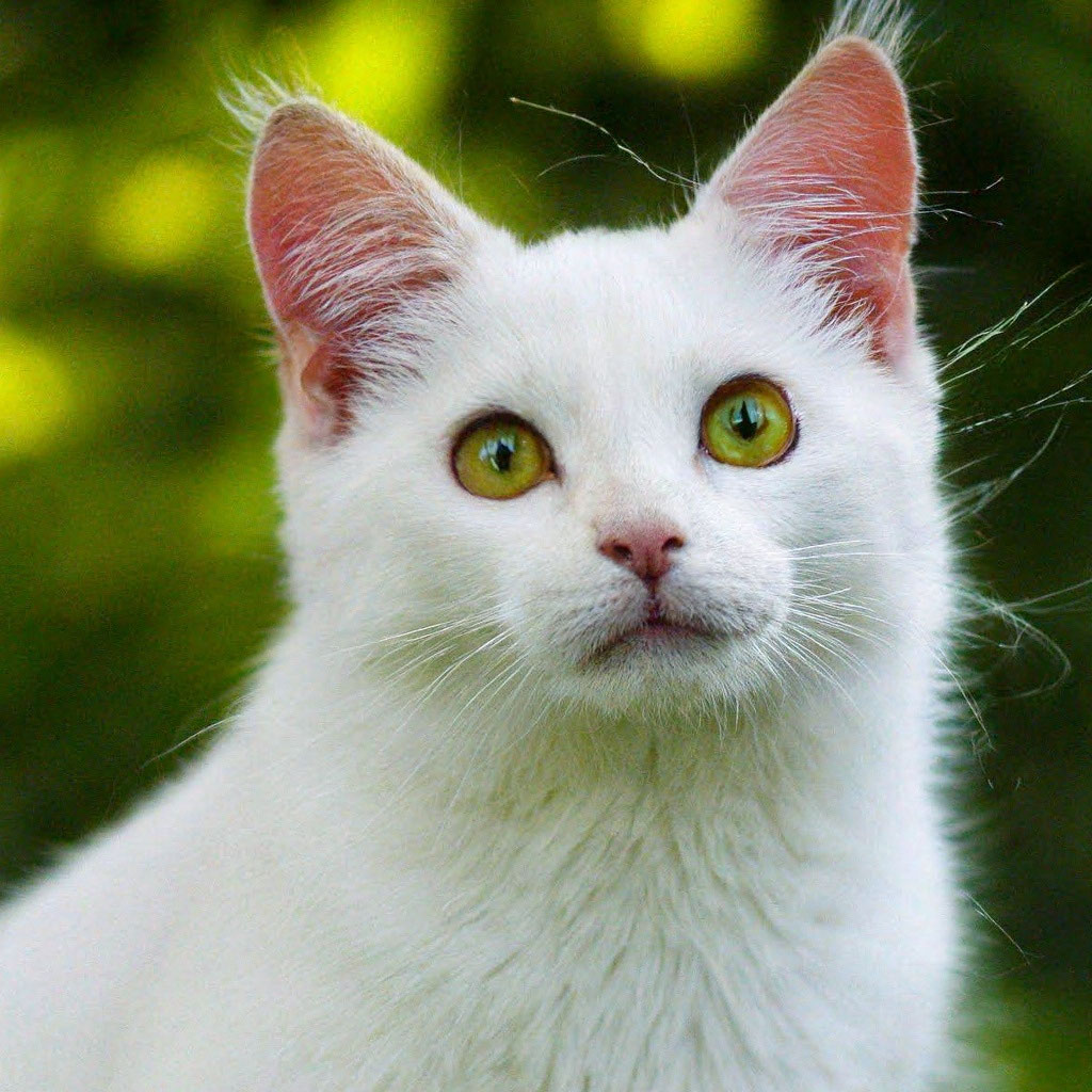 Белый котенок с рыжими пятнами