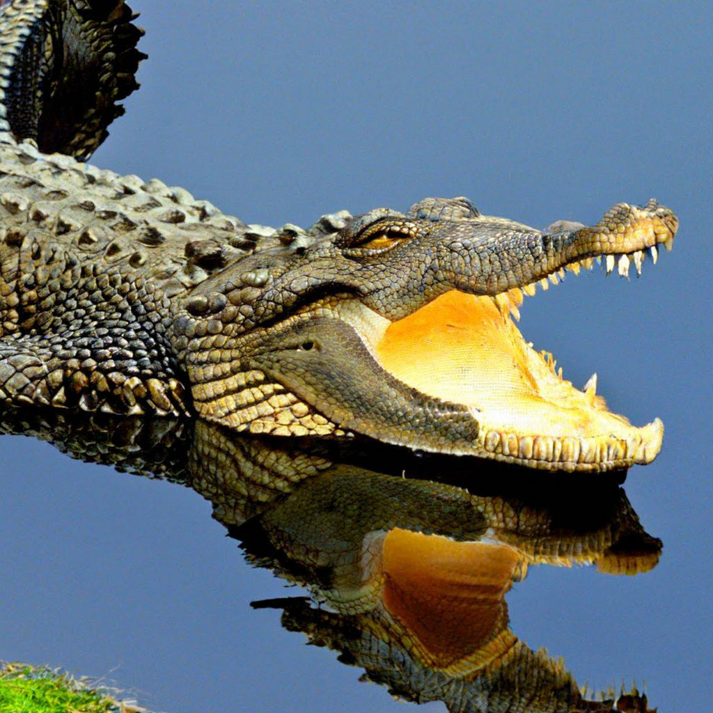 Несколько очень интересных фактов о крокодилах | Valera Ivanov | Дзен