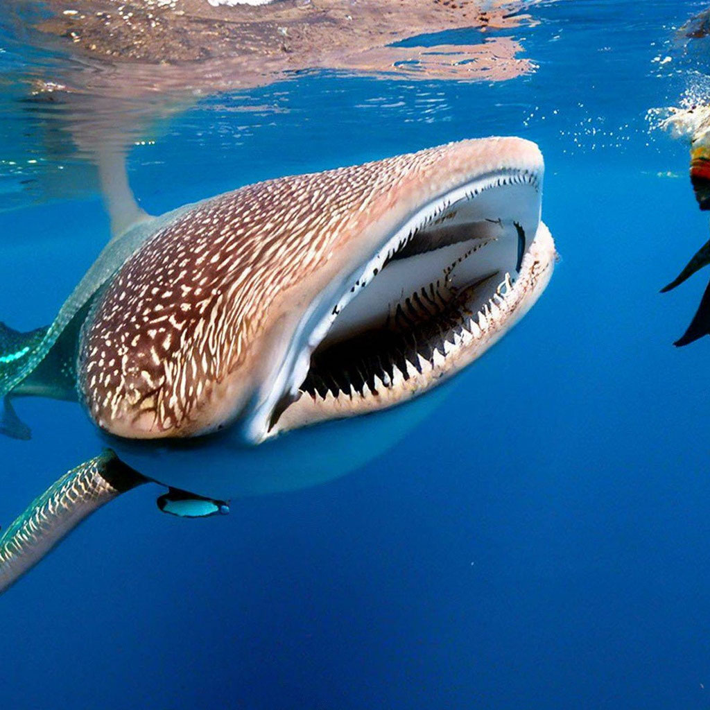 whale-shark-toy-photo