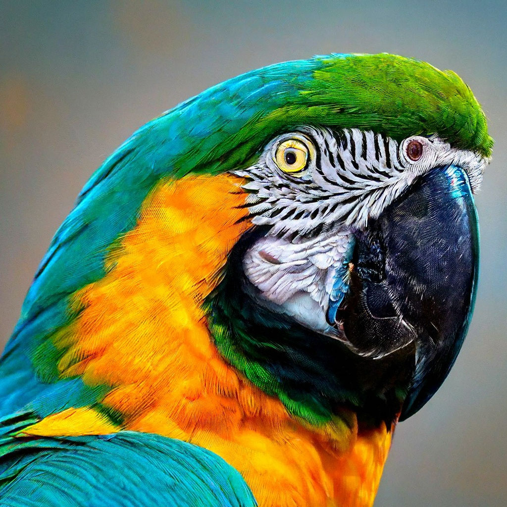 Красивые картинки попугаев (33 фото)