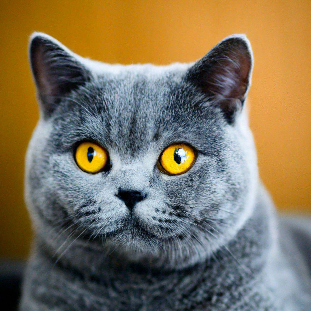 Британская кошка: все о любви и преданности» — создано в Шедевруме
