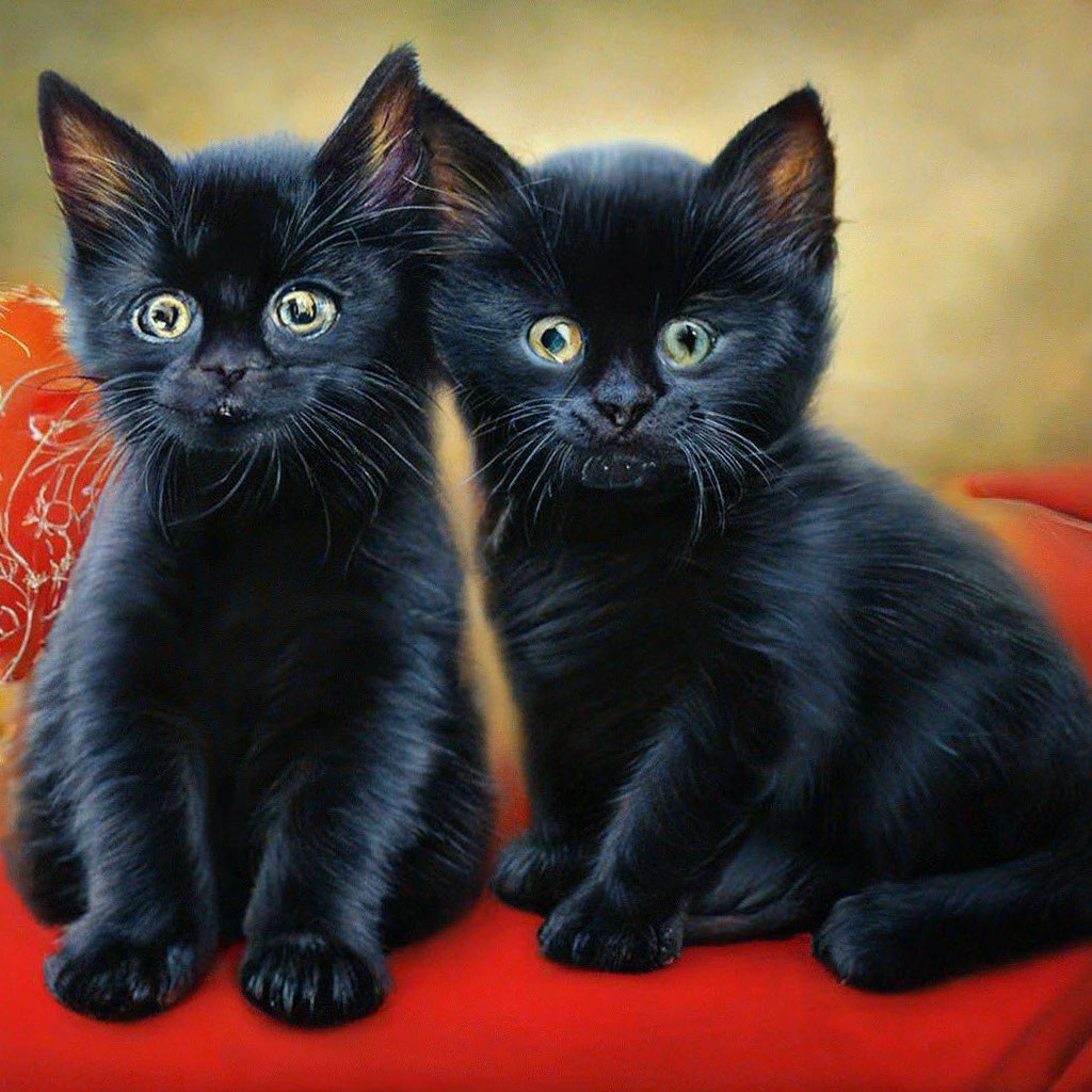 Стоковые фотографии по запросу Чёрный персидский кот