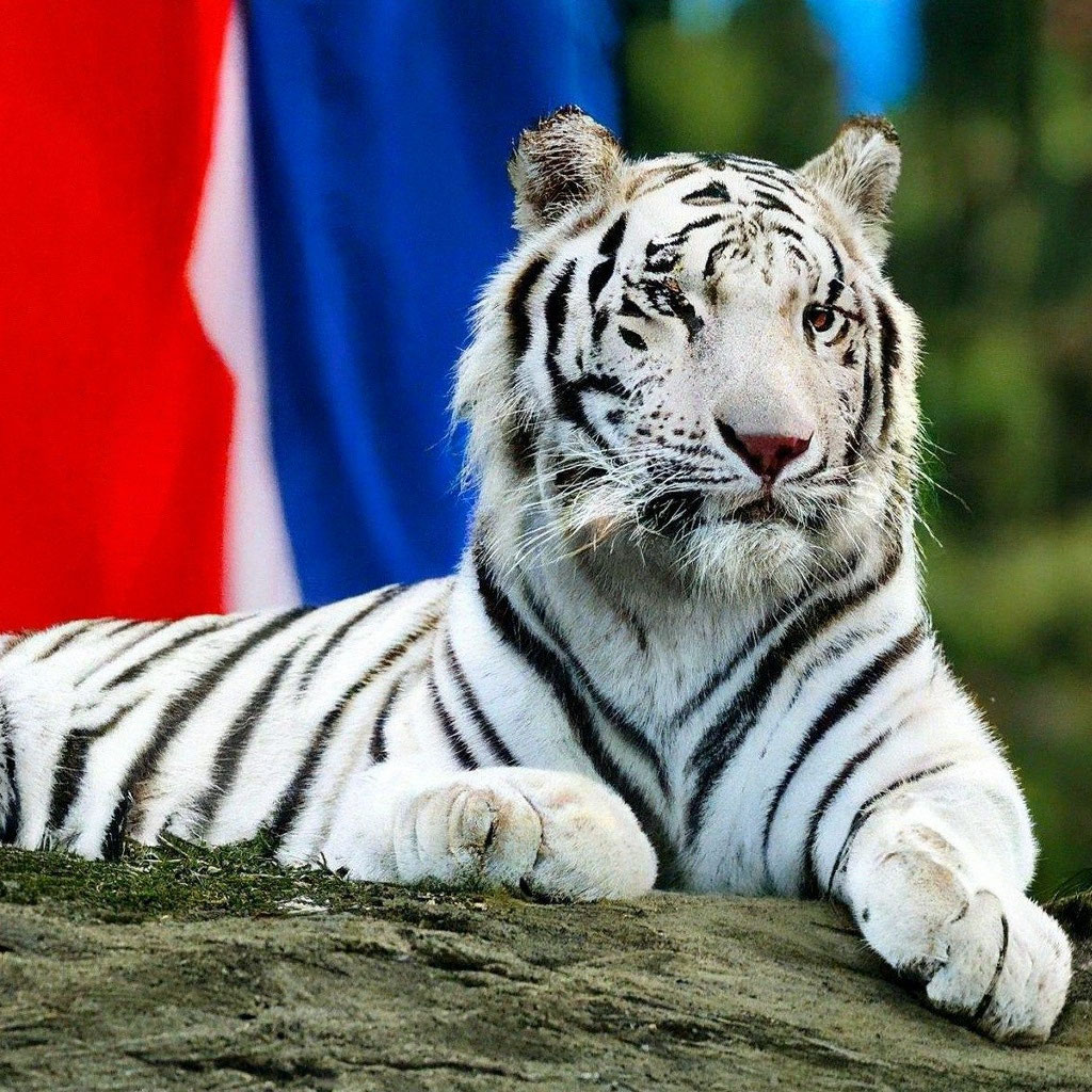 Тигр» — создано в Шедевруме