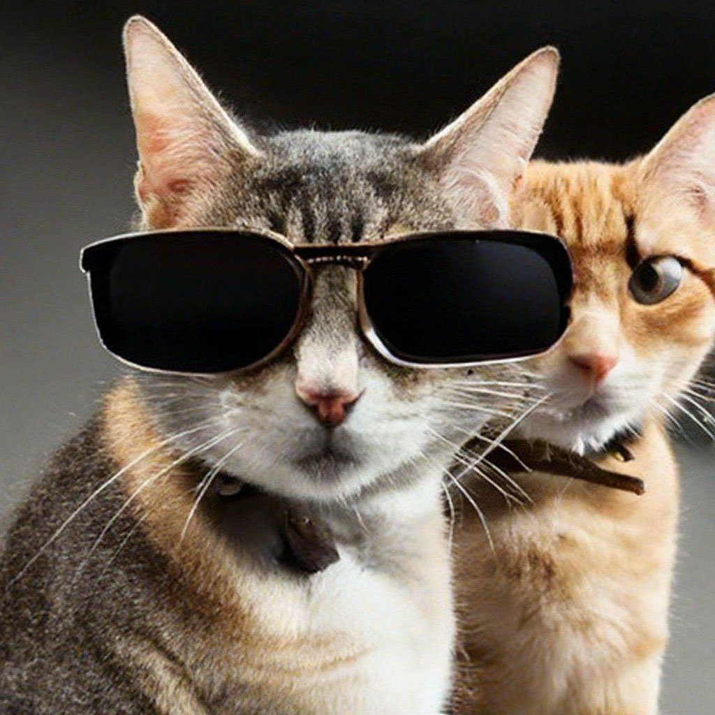 Крутые котики в очках