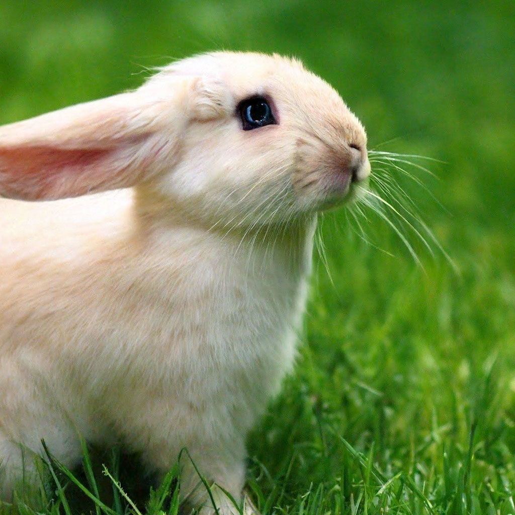 Самые милые кролики: подборка картинок