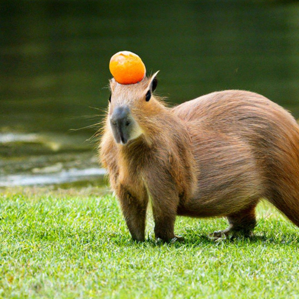 "A capybara with an orange on its head" - image created in Shedevrum