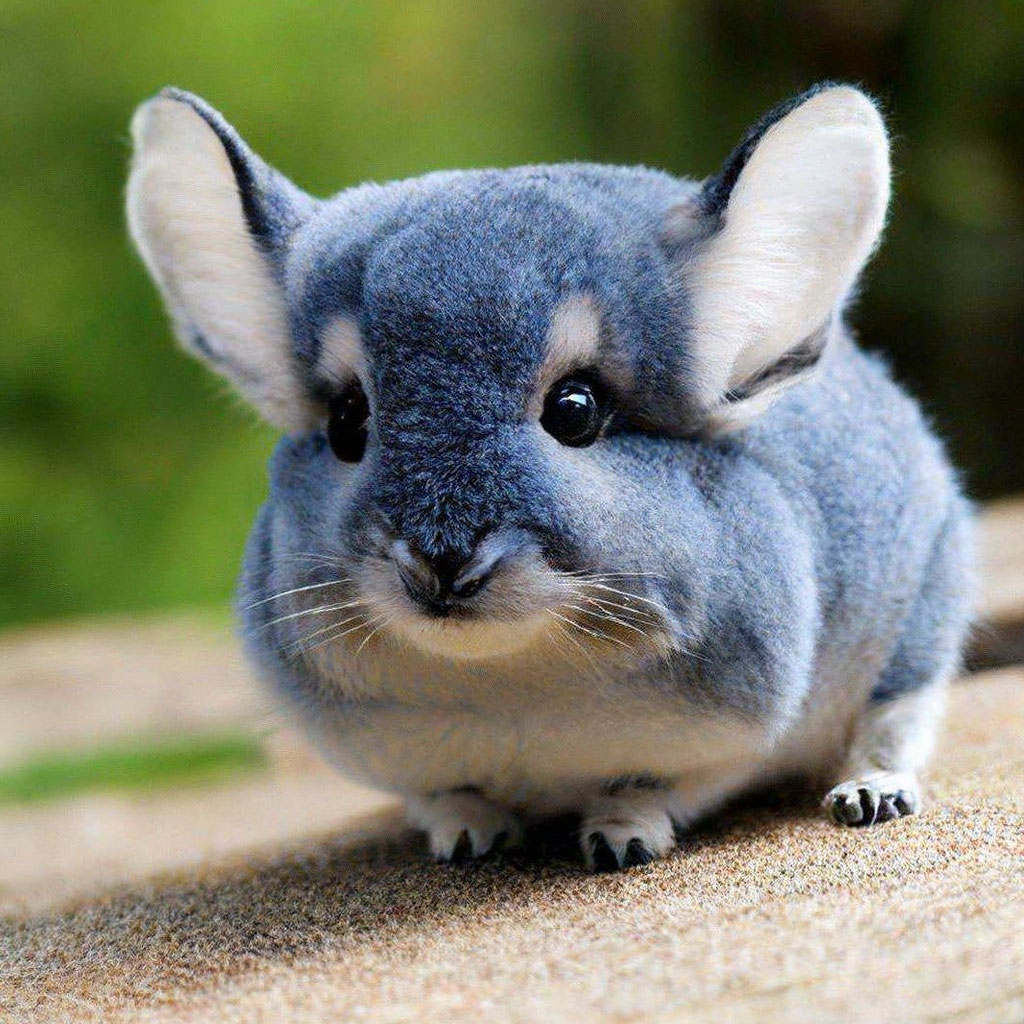 Chinchilla blue