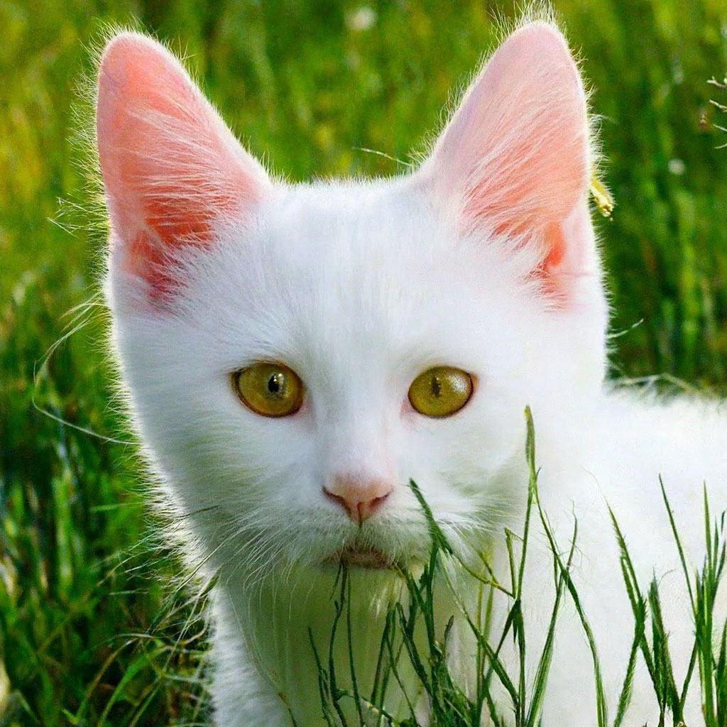 Кот альбинос с красными глазами