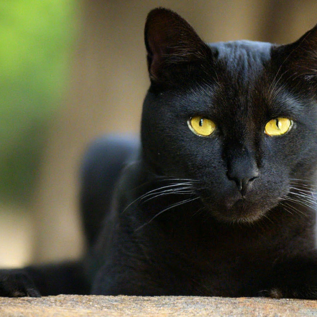 Тёмная кошка по имени Багира» — создано в Шедевруме