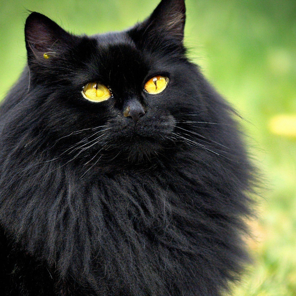 Пушистый черный кот в женских руках