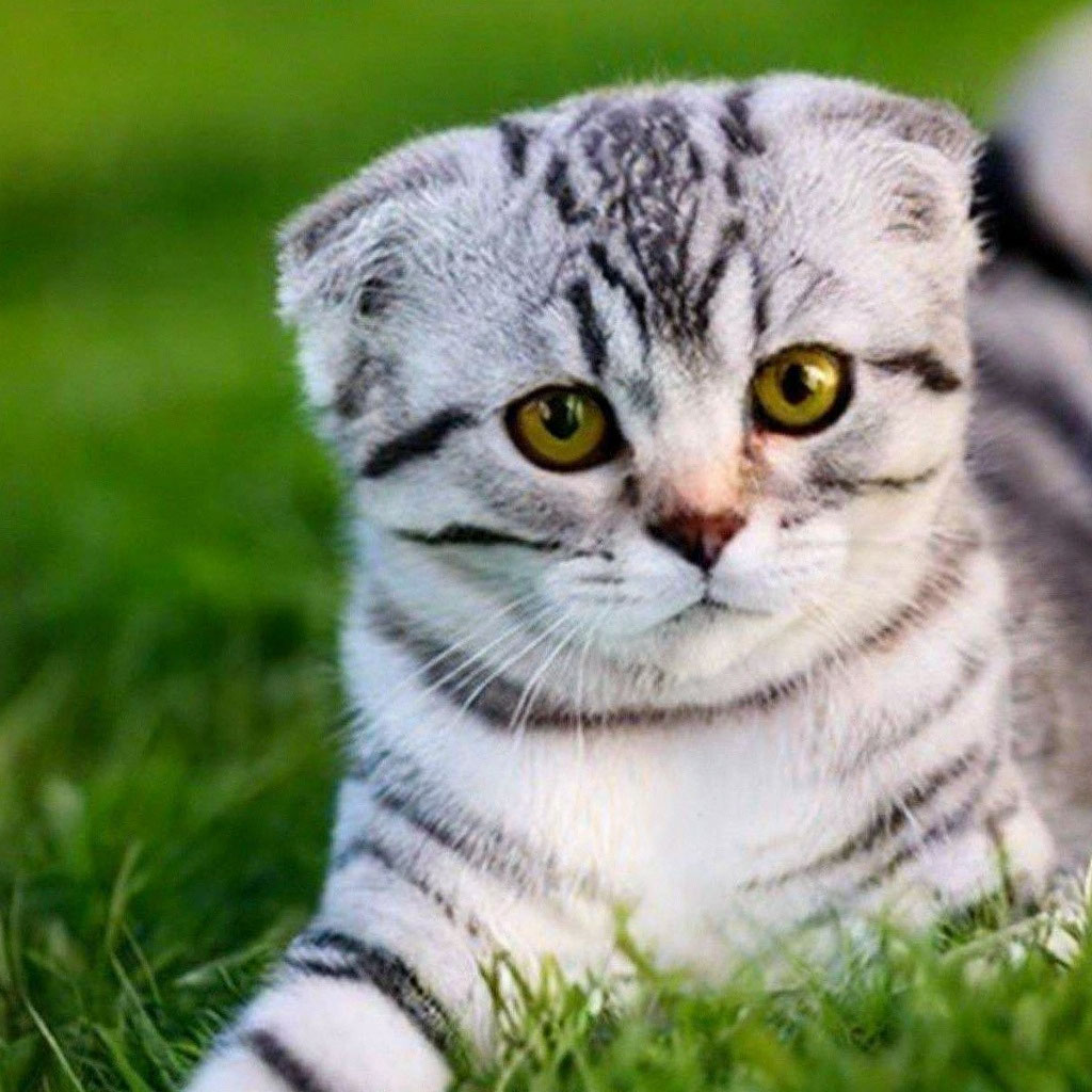 Шотландская вислоухая коричневая полосатая