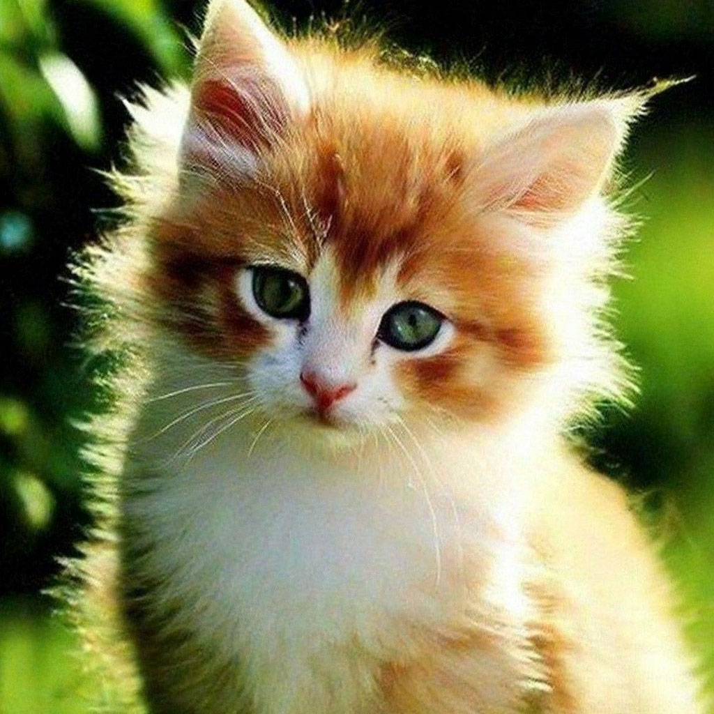 Красивые кошечки. Картинки самых красивых котиков. Красивый кот. Картинки самых красивых котиков. Картинки самых красивых котиков.