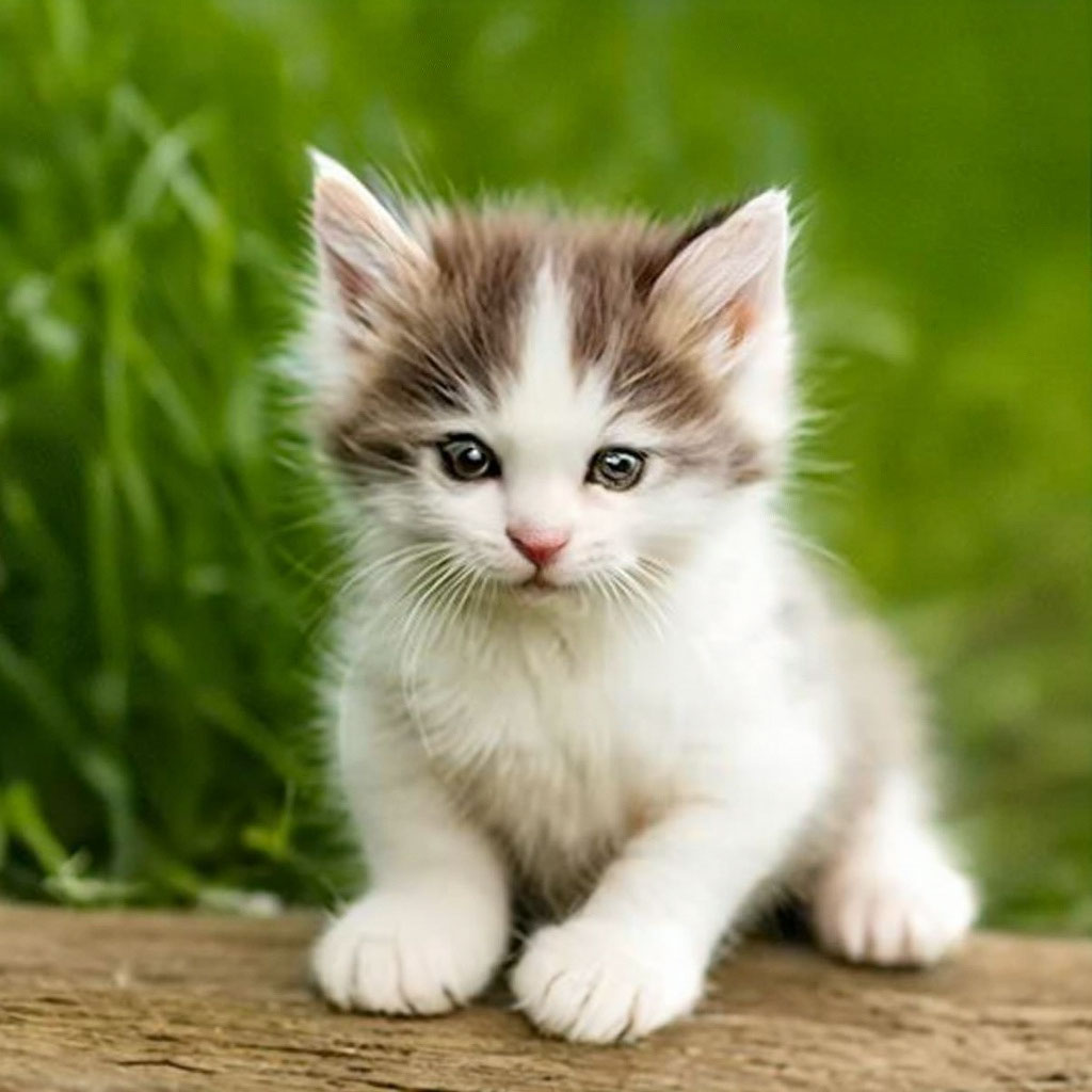 Картинки котят