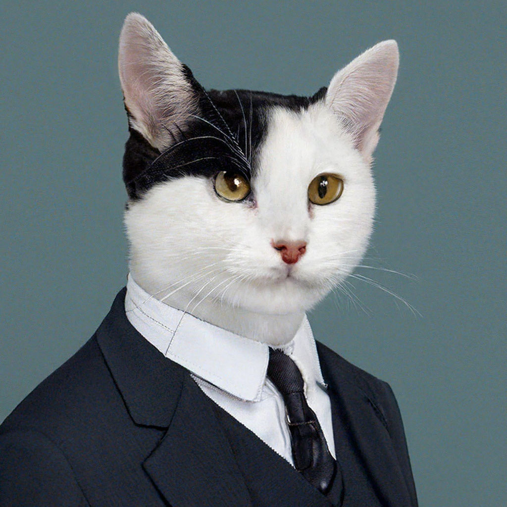 Котик в костюме