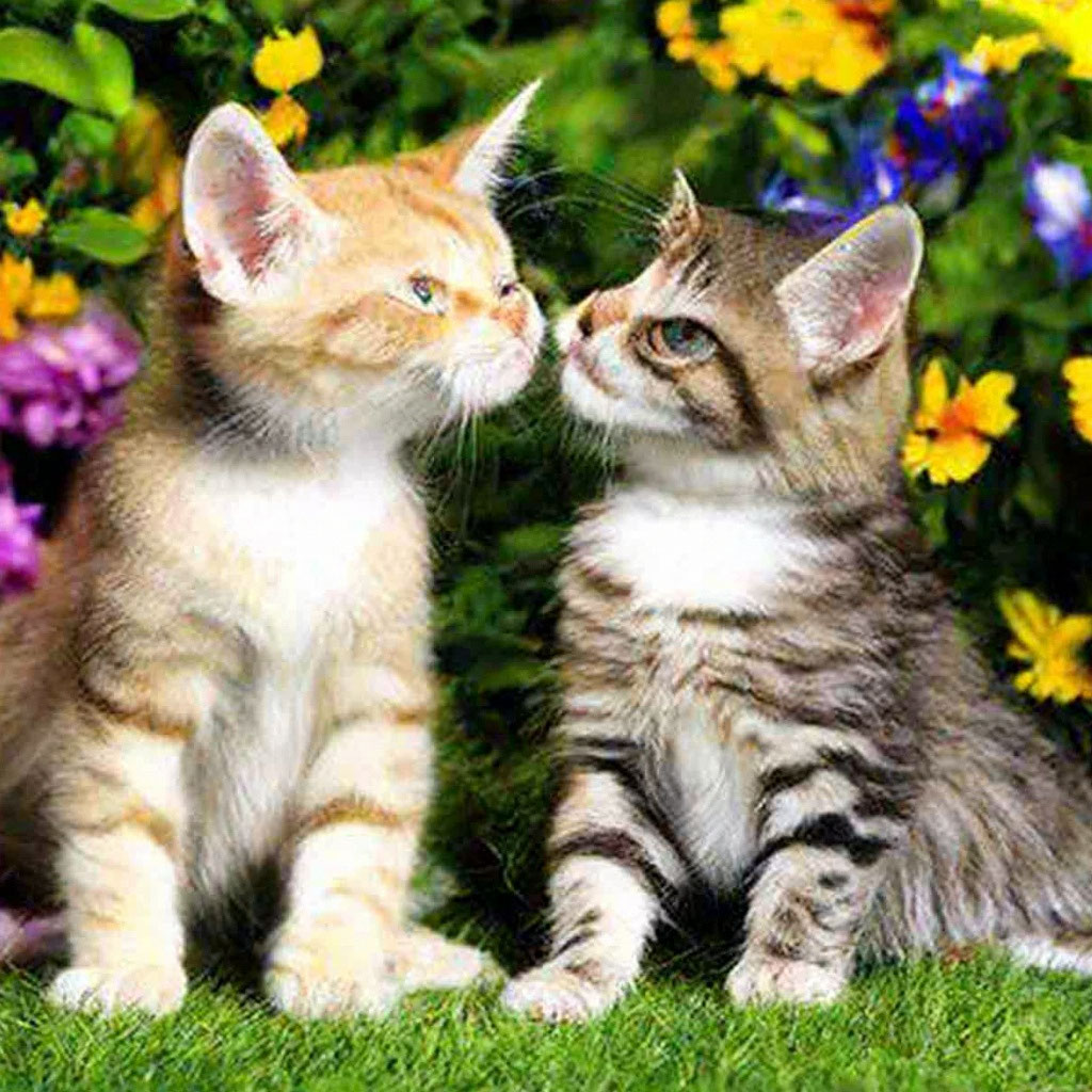 Картинки котят целуются