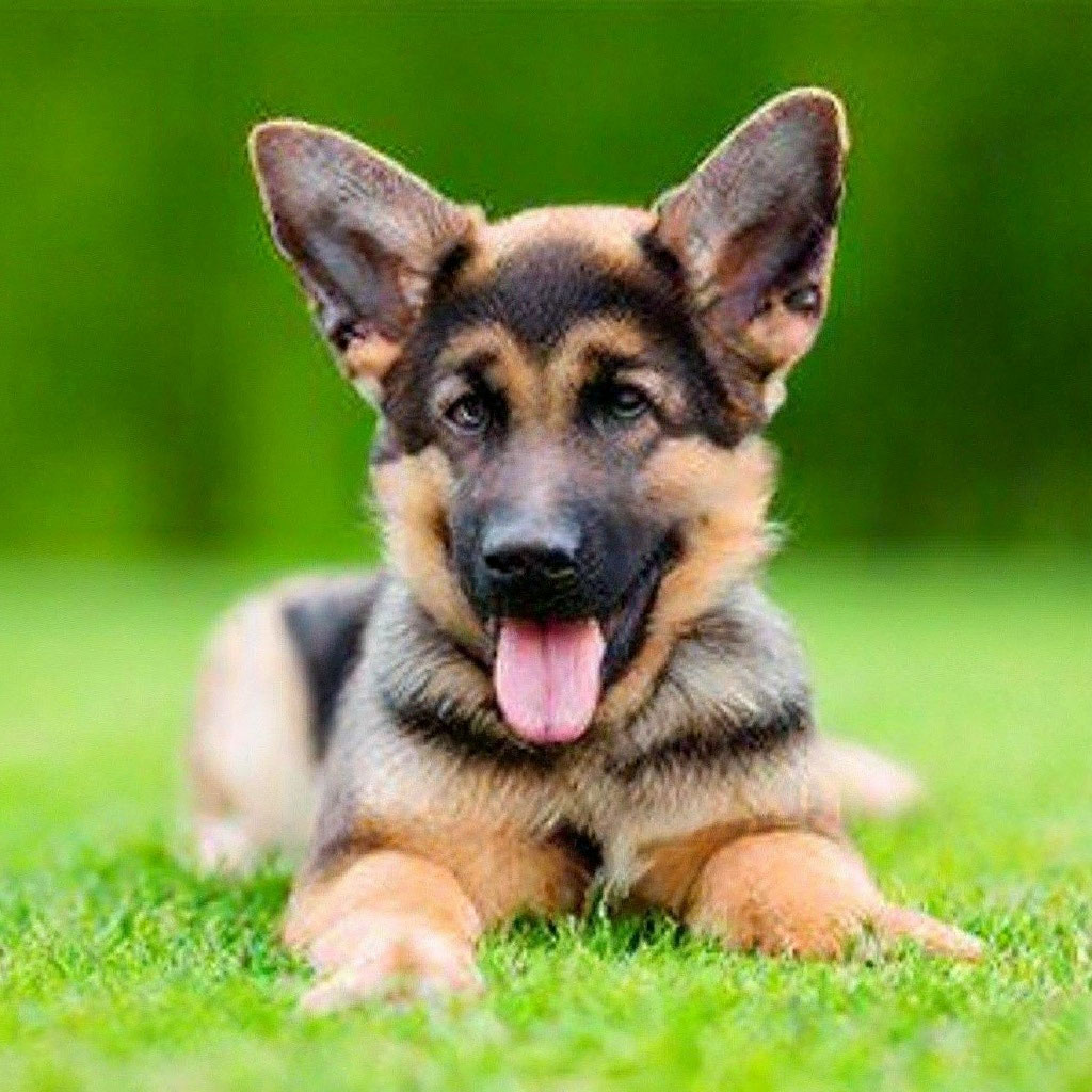 Покажи фото маленьких овчарок "Little beautiful german shepherd" - image created in Shedevrum