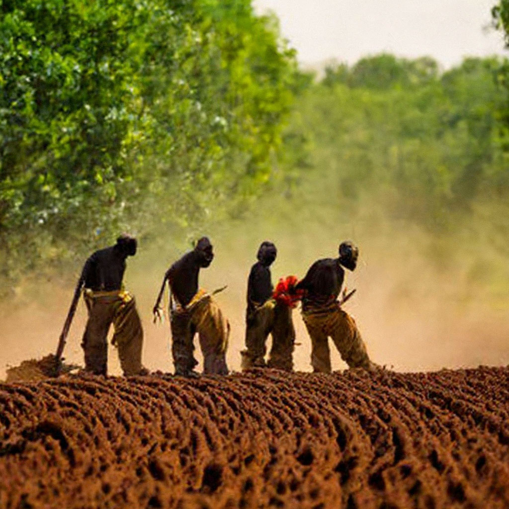 негры пашут в поле