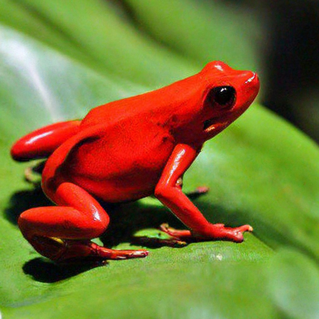 Tomato Frog Sitting on Wooden Log' Photographic Print AllPosters.com in 2021 Fro