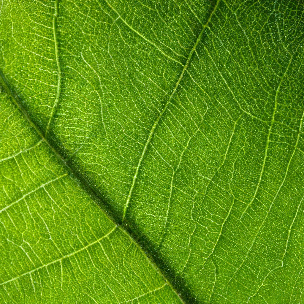 Edit free photo of Leaf,green,macro,green leaf,nature - needpix.com