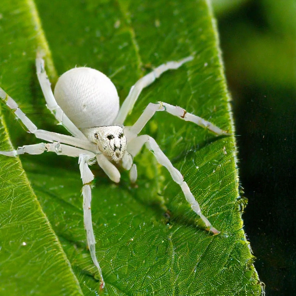 Белые пауки в россии фото "The white spider" - image created in Shedevrum